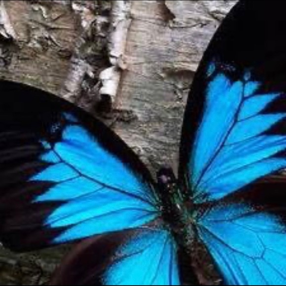 Meet your Posher, Dee - Picture 1 of 1